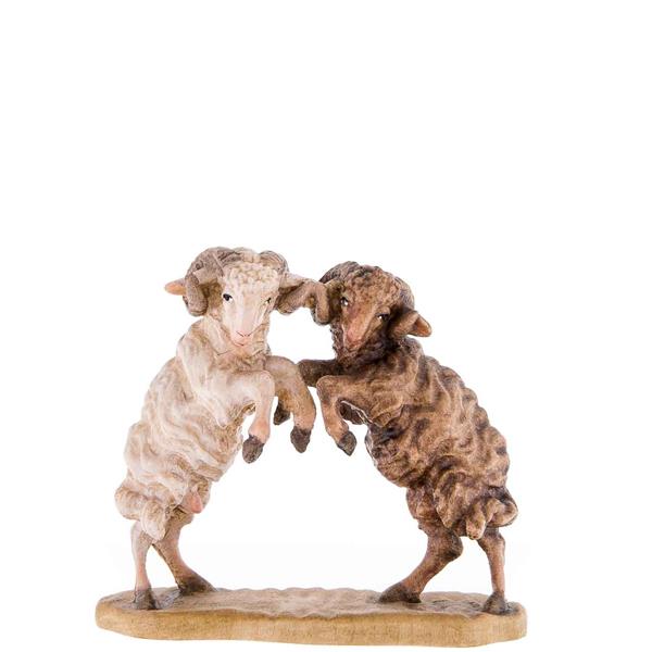 Zwei zankende Schafböcke Zwei zankende Schafböcke