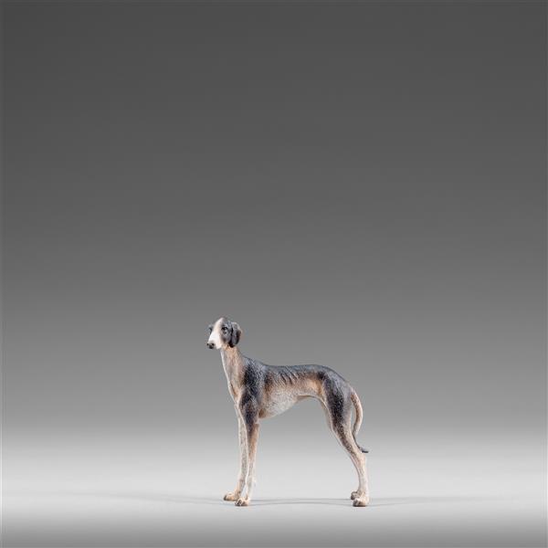 Windhund Windhund