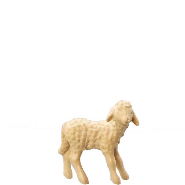 Lamm stehend Lamm stehend