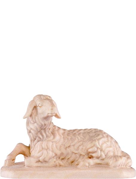 Schaf liegend Schaf liegend