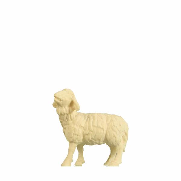 Schaf stehend Kopf oben Schaf stehend Kopf oben