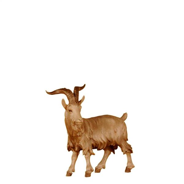 Ziegenbock stehend