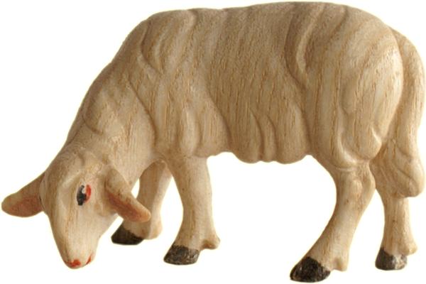 Schaf grasend Schaf grasend