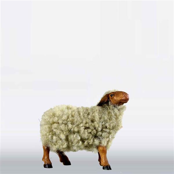 Schaf stehend mit Wolle grau