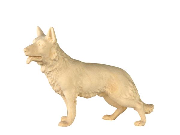 Hund stehend o.S. Hund stehend o.S.