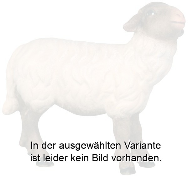 Schwarzes Schaf mit weißem Fell Schwarzes Schaf mit weißem Fell