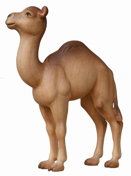 Kameljunge Kameljunge