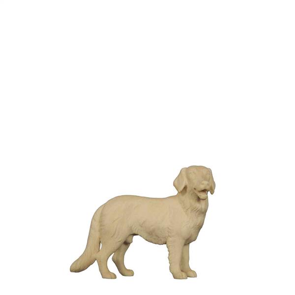 Golden Retriever Golden Retriever