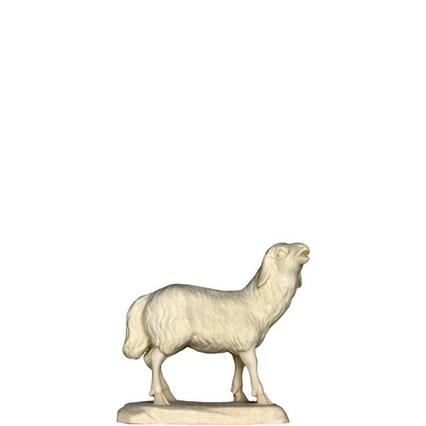 Schaf Lamm Schaf Lamm