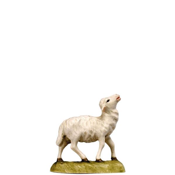 Schaf schauend