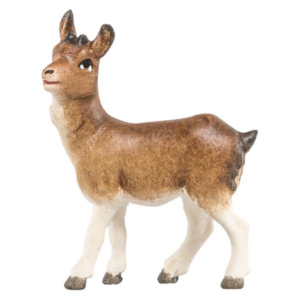 Ziegenkitz stehend Ziegenkitz stehend