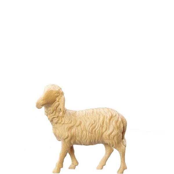 Schaf stehend Schaf stehend