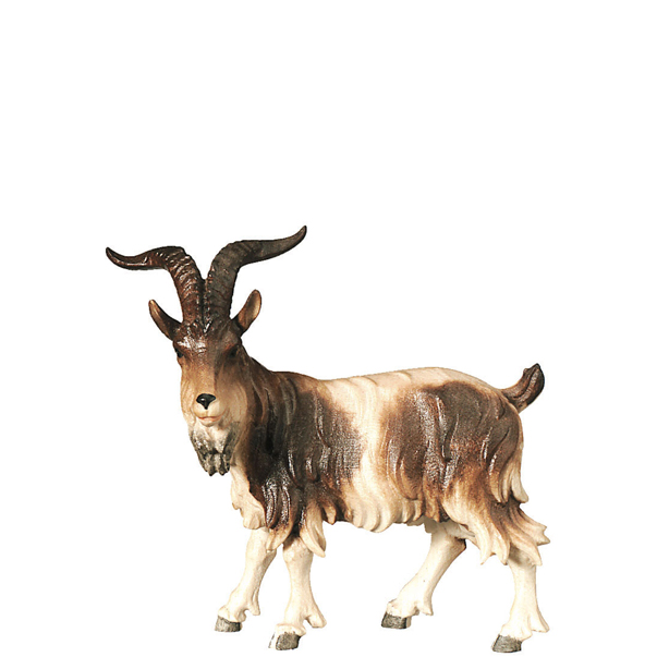 Ziegenbock stehend Ziegenbock stehend