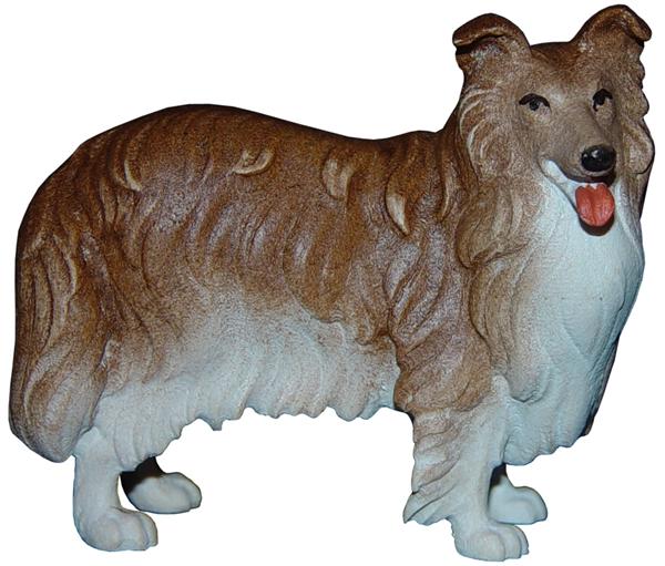Collie Collie