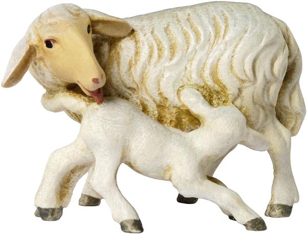 Schafgruppe Schafgruppe