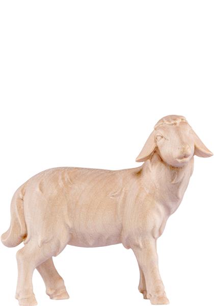 Schaf stehend Artis Schaf stehend Artis