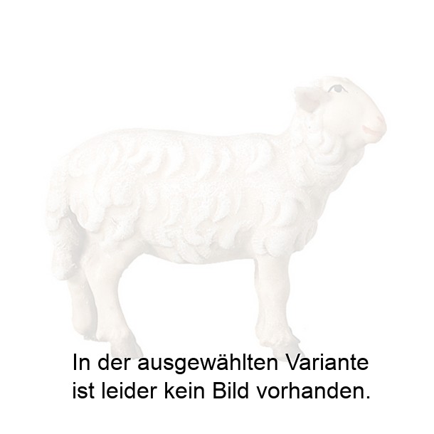 Schaf stehend rechtschauend Schaf stehend rechtschauend