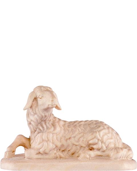 Schaf liegend Schaf liegend