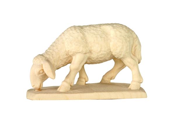 Schaf grasend Schaf grasend