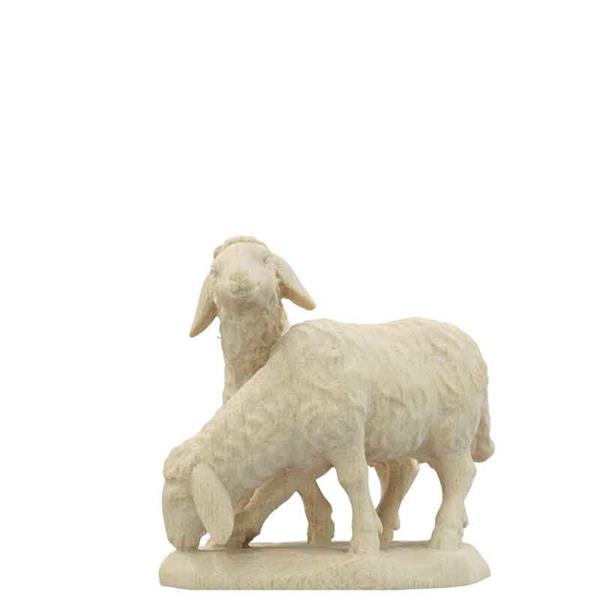 Schafpaar stehend Schafpaar stehend