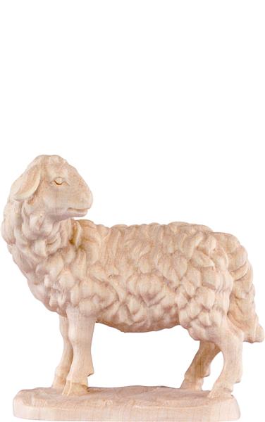 Schaf schauend Schaf schauend