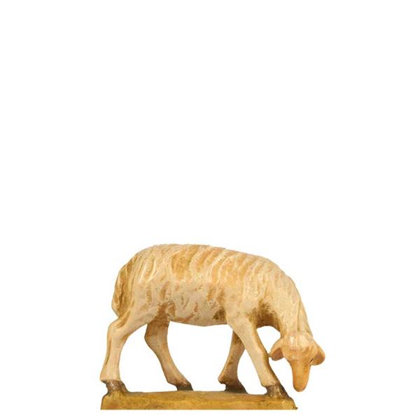 Schaf äsend Schaf äsend