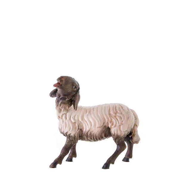 Schwarzköpfiges Schaf Schwarzköpfiges Schaf