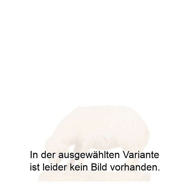 Schaf äsend Schaf äsend