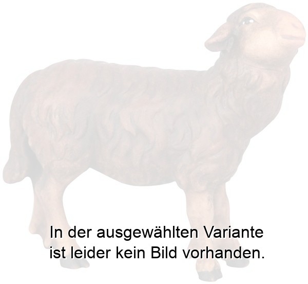 Schwarzes Schaf stehend Schwarzes Schaf stehend