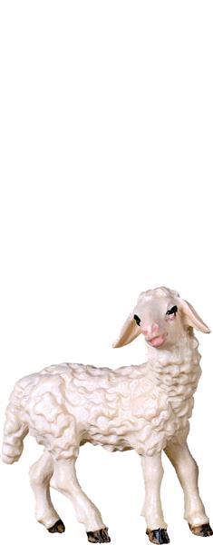Lamm stehend Lamm stehend