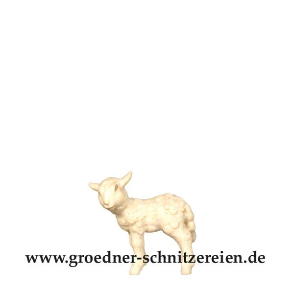 Lamm stehend Lamm stehend