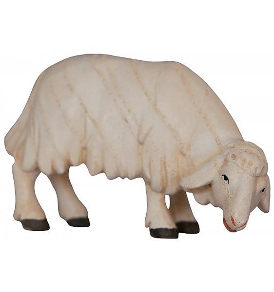 Schaf grasend Schaf grasend