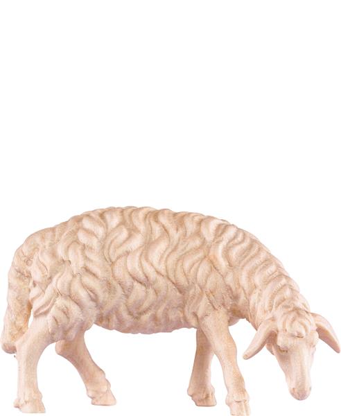 Schaf grasend Schaf grasend