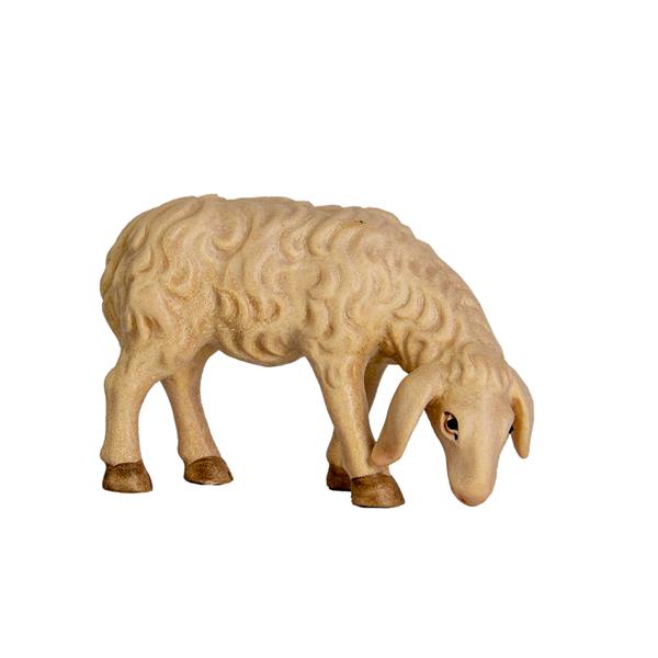 Schaf grasend Schaf grasend