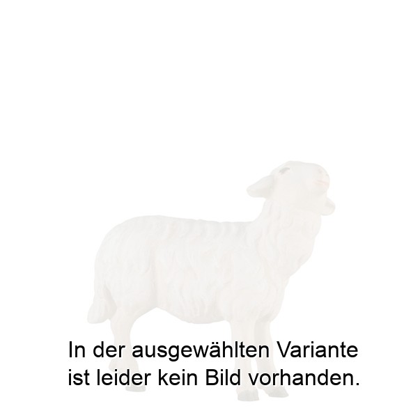 Schaf zu Fütterer - gerade