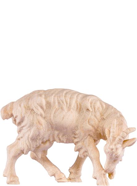 Ziege leckend Ziege leckend