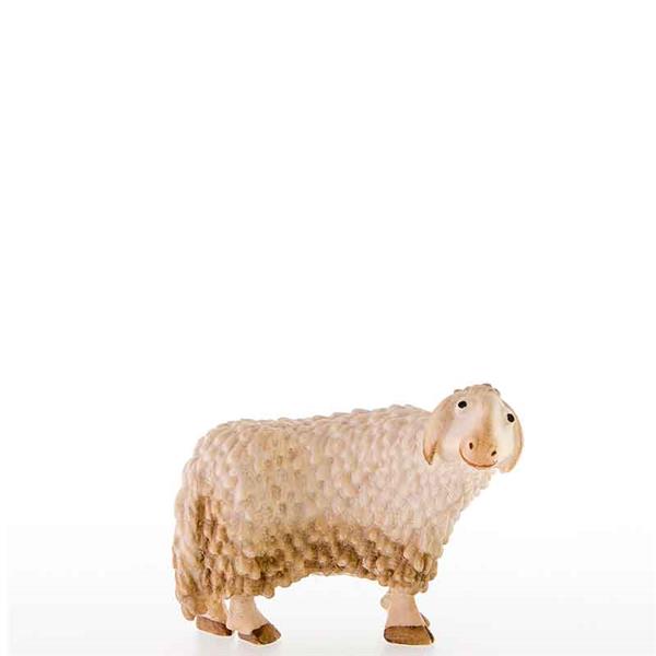 Schaf seitwaertsschauend Schaf seitwaertsschauend