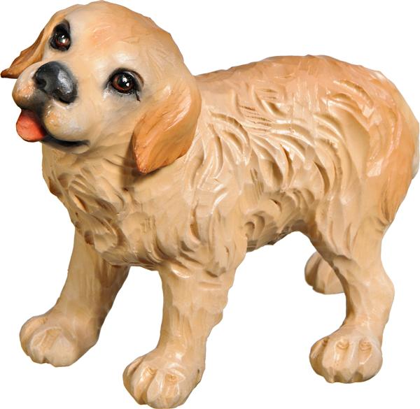 Golden Retriever Welpe
