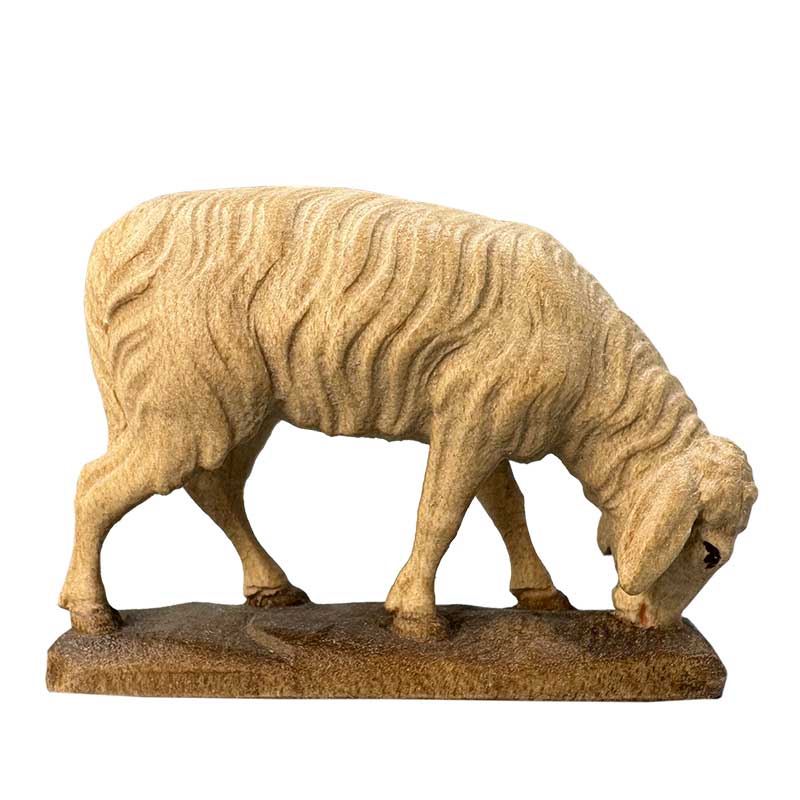 Abweidendes Schaf Abweidendes Schaf