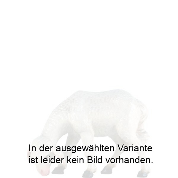 Schaf grasend Schaf grasend