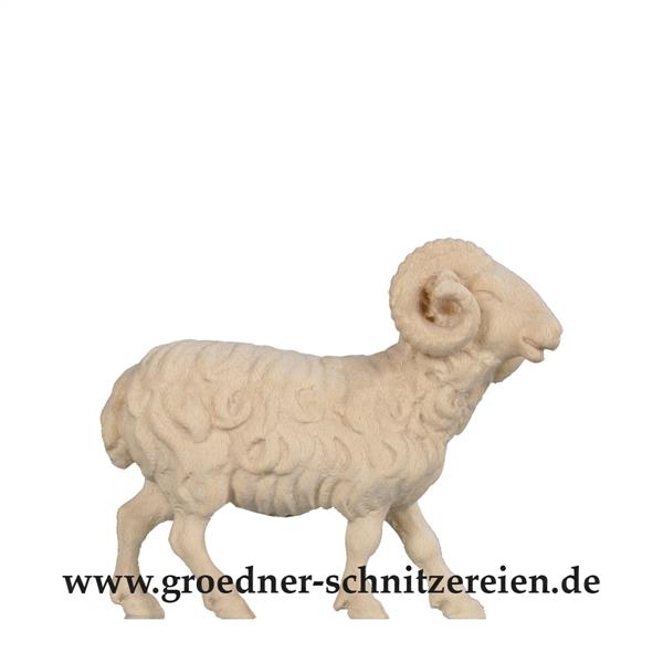 Widder Widder