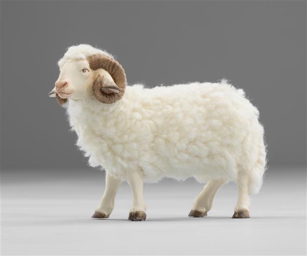 Schafbock mit Wolle
