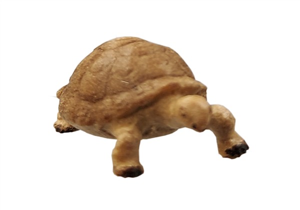Schildkröte