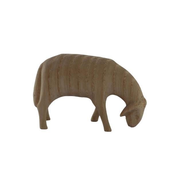 Schaf grasend Schaf grasend