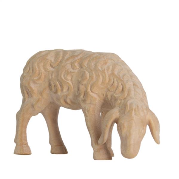 Schaf grasend Schaf grasend