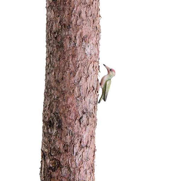 Grünspecht Grünspecht