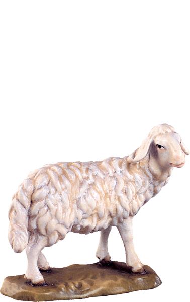 Schaf stehend Schaf stehend