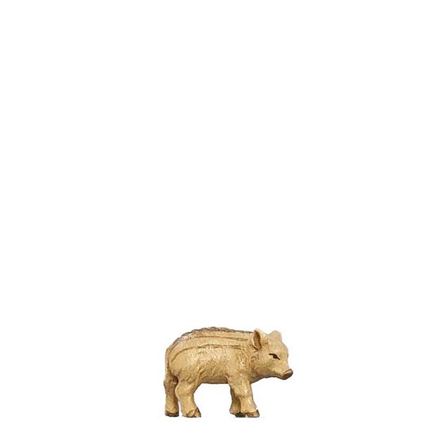 Frischling nach unten schauend Frischling nach unten schauend