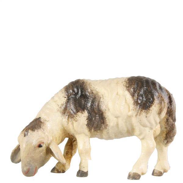 Schaf äsend fleckig Schaf äsend fleckig