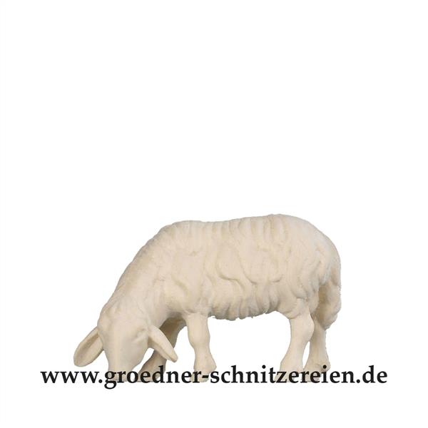 Schaf grasend Schaf grasend